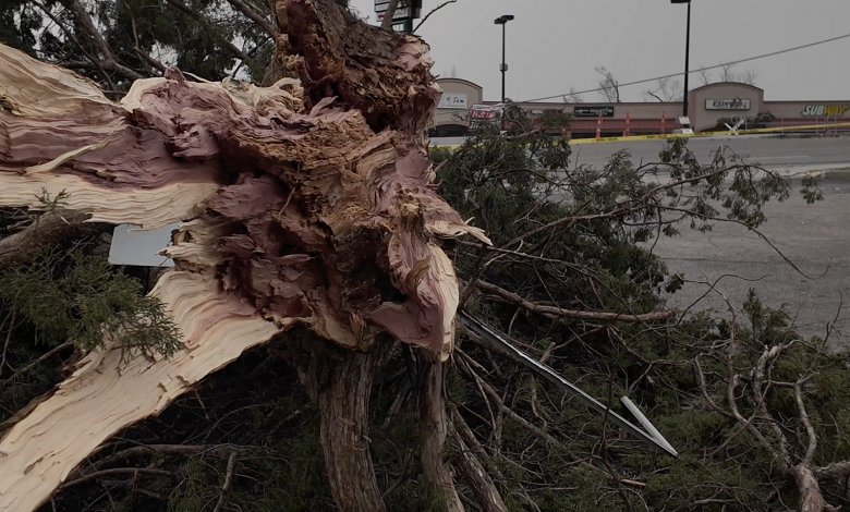 Un arbol arrancado de cuajo por un tornado el viernes 14 de Marzo, 2014. (Foto: J.Klein)